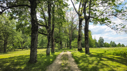 Fototapeta premium Sunlit Path Under A Leafy Canopy