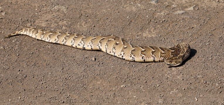 Puffotter / Puff adder / Bitis arietans arietans