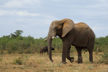 Fototapeta premium Afrikanischer Elefant / African elephant / Loxodonta africana