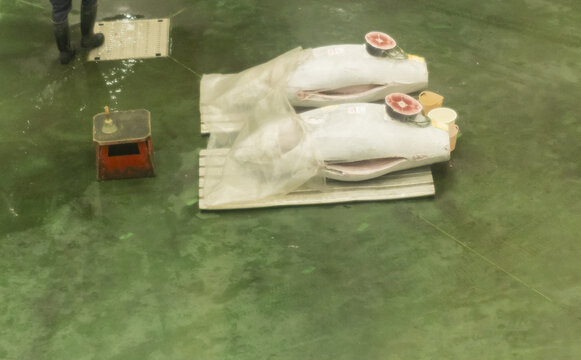 View of Toyosu Market featuring large frozen tunas displayed on pallets with a worker visible in the background, Koto City, Tokyo, Japan.