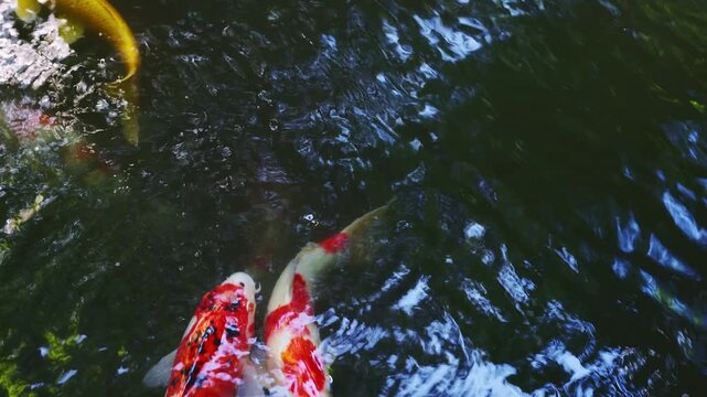 佐賀県の大興善寺にある池の深緑の水面を鮮やかに彩り泳ぐ美しい錦鯉たちの実景映像