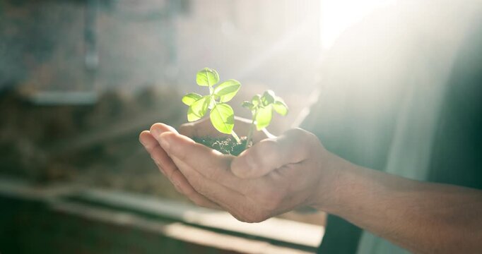 Hands, engineer and site with plant growth, sustainability and earth day for construction. Person, fertilizer and leaf outdoor for green building, eco friendly and cultivation for sustainable project