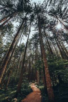 08 June 2024: View of tall coniferous trees and a winding dirt path in a dense forest with sunlight filtering through the canopy.