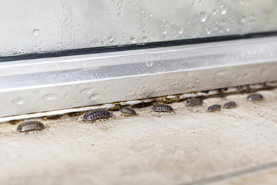 Woodlice crawling on moist floor near window frame. Group of small crustaceans invading house interior. Pest control and home hygiene concept. Nature and wildlife macro shot