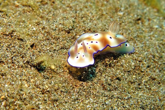 Vivid underwater nudibranch. Tropical slug on the sand. Scuba diving exploration, marine wildlife. Photography from the coral reef. Slug in the sea, marine life.
