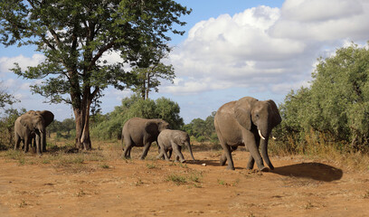 Obraz premium Afrikanischer Elefant / African elephant / Loxodonta africana