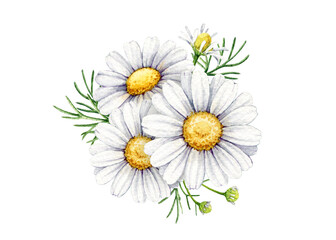 Fototapeta premium Chamomile flower bouquet decor design element isolated on background. Hand painted botanical watercolor illustration for packaging, labels, tea products and wellness design