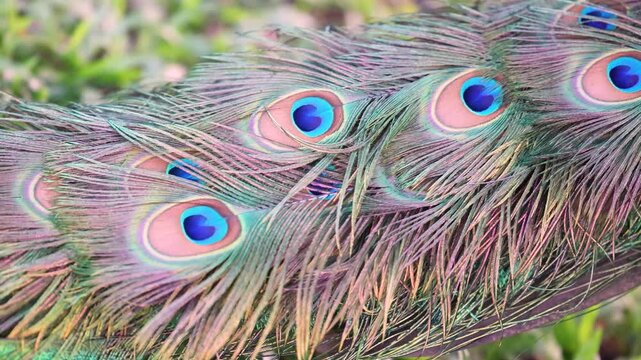 Luxurious peacock feathers with vibrant patterns in close up natural detail