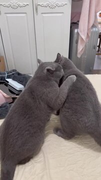 Two gray cats playing and biting each other on white tiled floor in bright indoor home setting