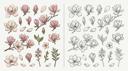 Collection of hand-drawn magnolia flowers and branches, in both color and sketch versions, isolated on a light background. © renender