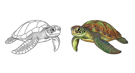 Fototapeta premium Two sea turtles displayed as a detailed black and white line art and colorful illustration