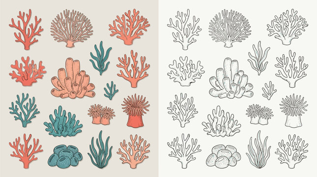Collection of colorful and monochrome coral reef elements, sea anemones, and aquatic plants, perfect for marine life illustrations and designs.