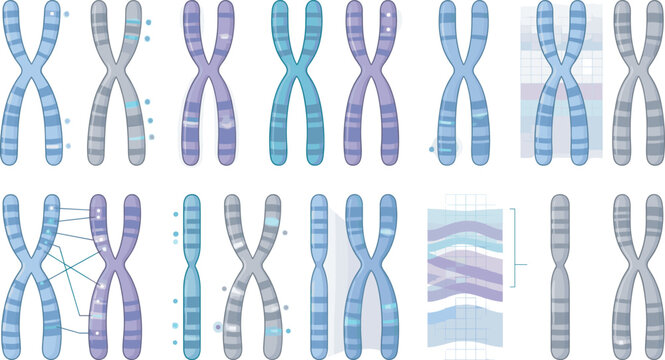 Human chromosome structures set with DNA sequences gene mutations genetic engineering diagram and medical biotechnology research vector illustrations collection