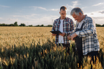 Agronomists cooperating in wheat field analyzing crop quality © Ljustina