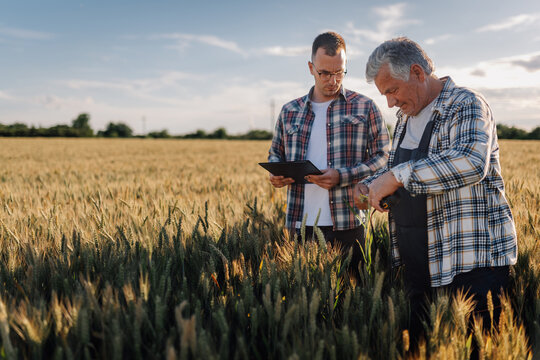 Agronomists cooperating in wheat field analyzing crop quality