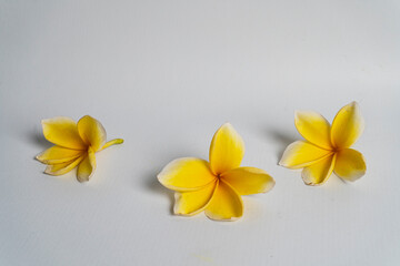 Fototapeta premium three frangipani flowers