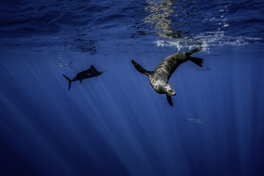 View of a sea lion swimming underwater alongside striped marlins in the deep blue ocean with sun rays at Magdalena Bay, Mexico.