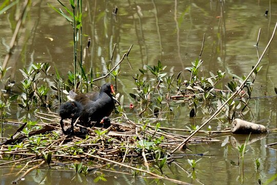 A dusky moorhen (gallinula tenebrosa) taking care of her chicks inside a nest built by the banks of the river at Parramatta Park on a sunny spring morning - Sydney, New South Wales, Australia