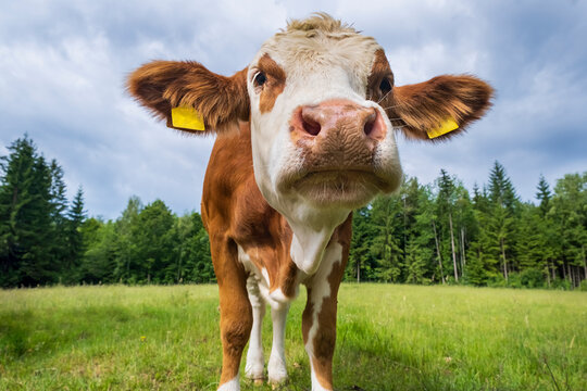 Close-up portrait of a curious young cow looking directly into the camera on a green pasture. Rural life and sustainable farming concept