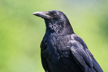 Fototapeta premium グリーンバックのハシボソガラス(Carrion Crow)クローズアップ