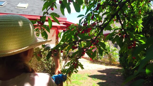 Outdoor medium shot captures a young girl wearing a straw sun hat standing beneath a green cherry tree branch filled with ripe red fruits during a sunny experiential learning harvest in a garden.