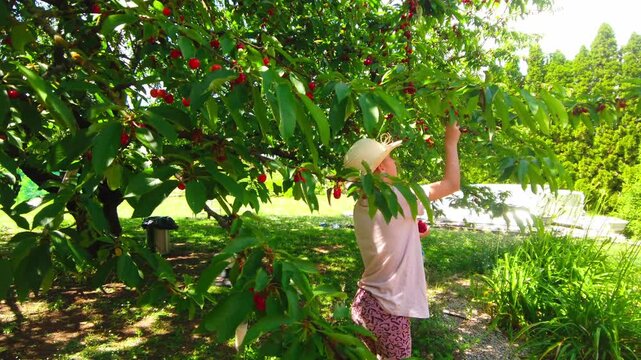 Outdoor wide shot captures a young girl wearing a straw hat standing under a lush cherry tree and picking ripe red fruit from branches in a bright sunny backyard garden orchard during summer.