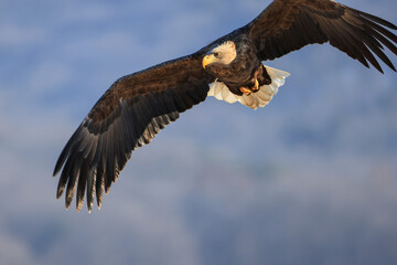 Fototapeta premium Adult white tailed eagle flying in the blue sky Beautiful sea eagle with yellow beak and clean white tail feathers close up wildlife