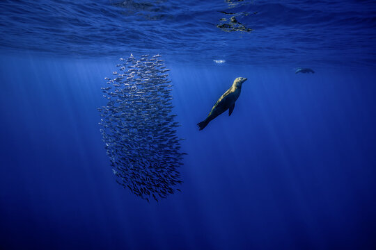 View of a sea lion swimming near a dense bait ball of fish in the deep blue waters of Magdalena Bay, Mexico.