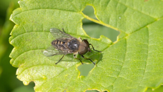 Bio Diversity - Tabanus maculicornis - Tabanus maculicornis in Natural Habitat. High quality photo