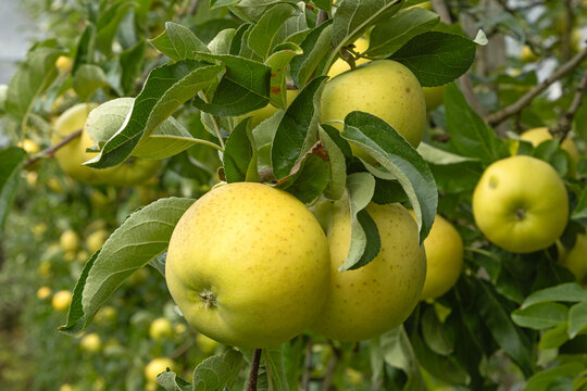 Pommes Belchard dans l'arbre	