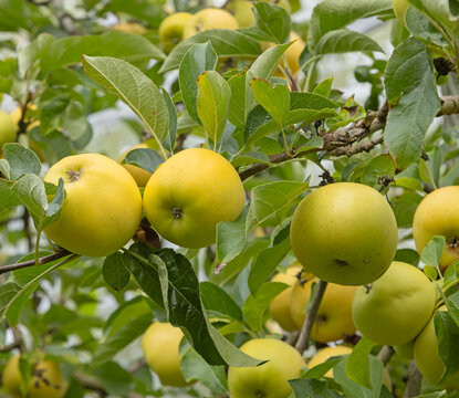 Pommes Belchard dans l'arbre	