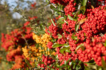 Fototapeta premium Baies de Pyracantha 