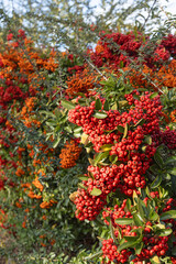 Fototapeta premium Baies de Pyracantha 