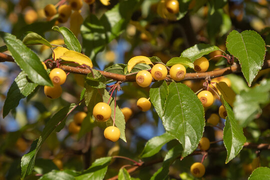 Malus baccata