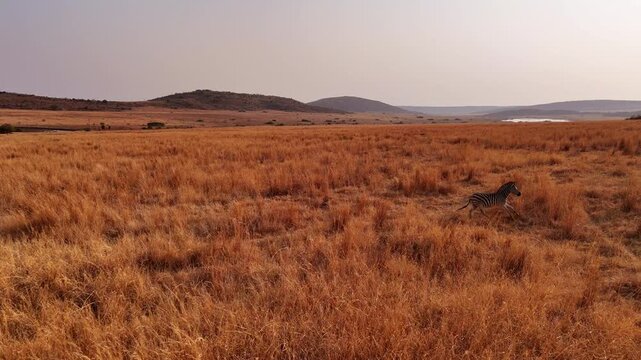Drone follows lone zebra running through golden savannah grass at sunset