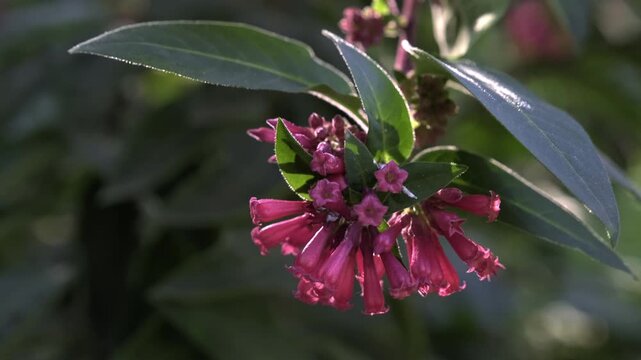 Close-up of vibrant pink Cestrum elegans flowers blooming in a sunny garden.
