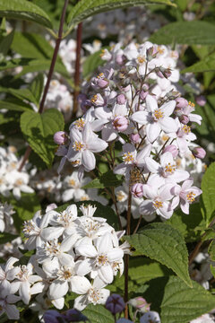 Deutzia hybrida &lsquo;Mont Rose&rsquo;	