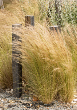 Piquets d&eacute;coratifs en ardoise dans un massif de Stipa tenuissima	