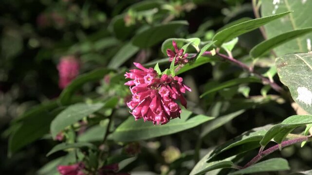 Close-up of vibrant pink Cestrum elegans flowers blooming in a sunny garden.