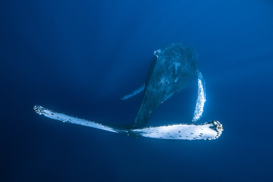 View of a humpback whale swimming in the deep blue waters of Magdalena Bay with its tail flukes and pectoral fins visible in Mexico.