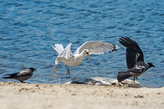 An aggressive seagull (Herring Gull) with its beak wide open is swooping in to chase away two hooded crows from a large dead fish carcass.