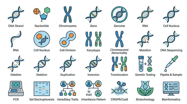 DNA Double Helix Genetic Structure Illustration.