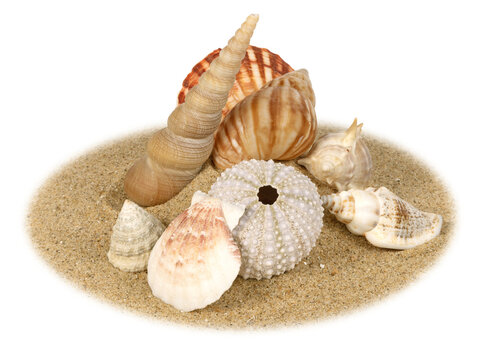 Coquillages sur un fond de sable de plage	