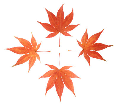 Feuilles mortes d'&eacute;rable japonais en automne	