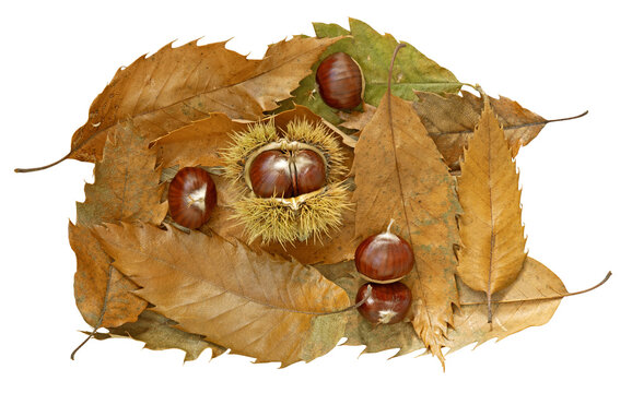 Ch&acirc;taigne sur fond de feuilles mortes