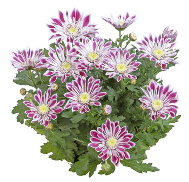 Chrysanth&egrave;me bicolor mauve et blanche