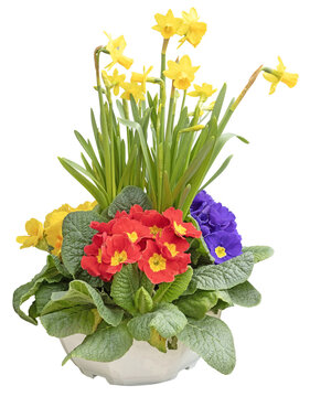 Pot de plantes printani&egrave;res