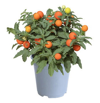 Solanum pseudocapsicum	