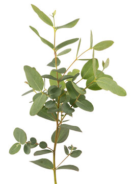Feuillage d'Eucalyptus gunnii	