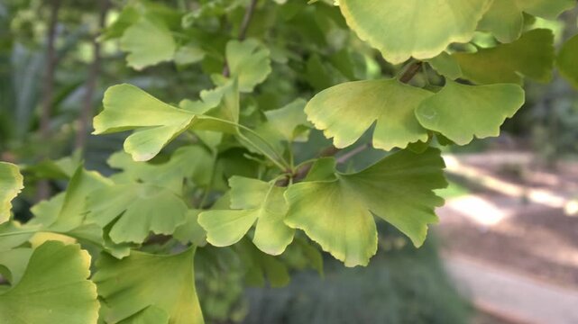 Close-up of Ginkgo Biloba leaves moving gently in the wind